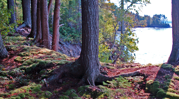 Grand Island Forest